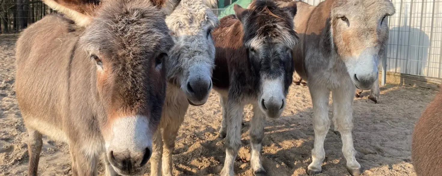 Vier Esel stehen auf einem sandigen Platz vor einem Wäldchen und blicken in die Kamera. Bild mit KI erstellt.