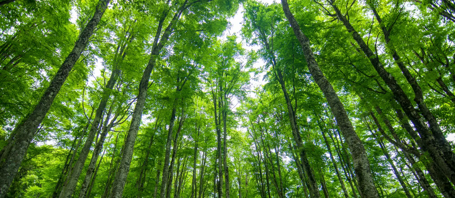Wald von unten betrachtet, sodass die Baumkronen und der Himmel zu sehen sind.