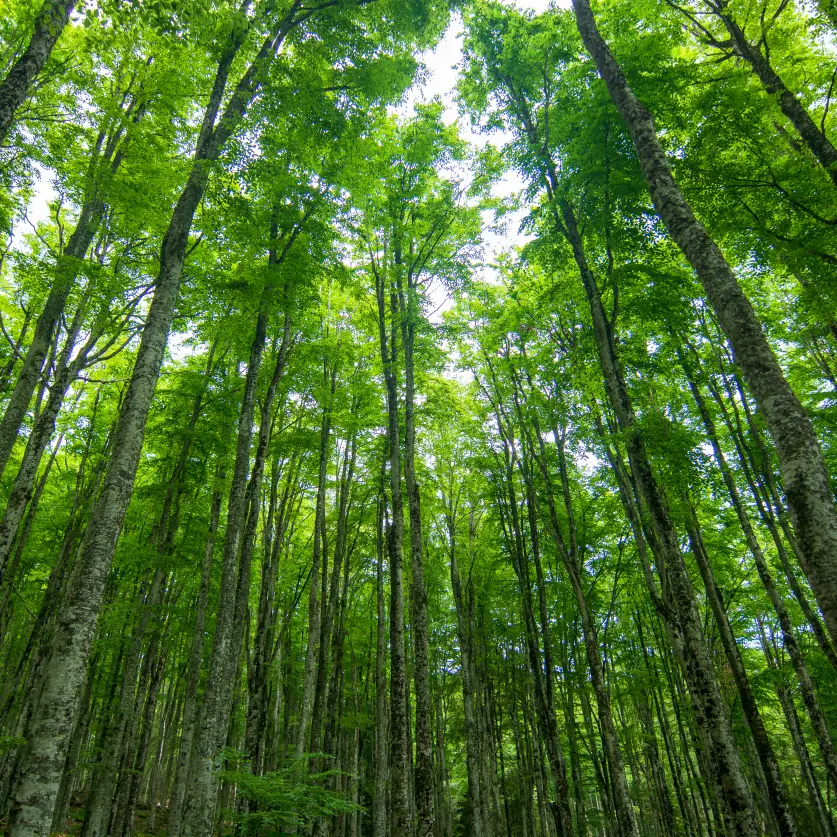 Wald von unten betrachtet, sodass die Baumkronen und der Himmel zu sehen sind.