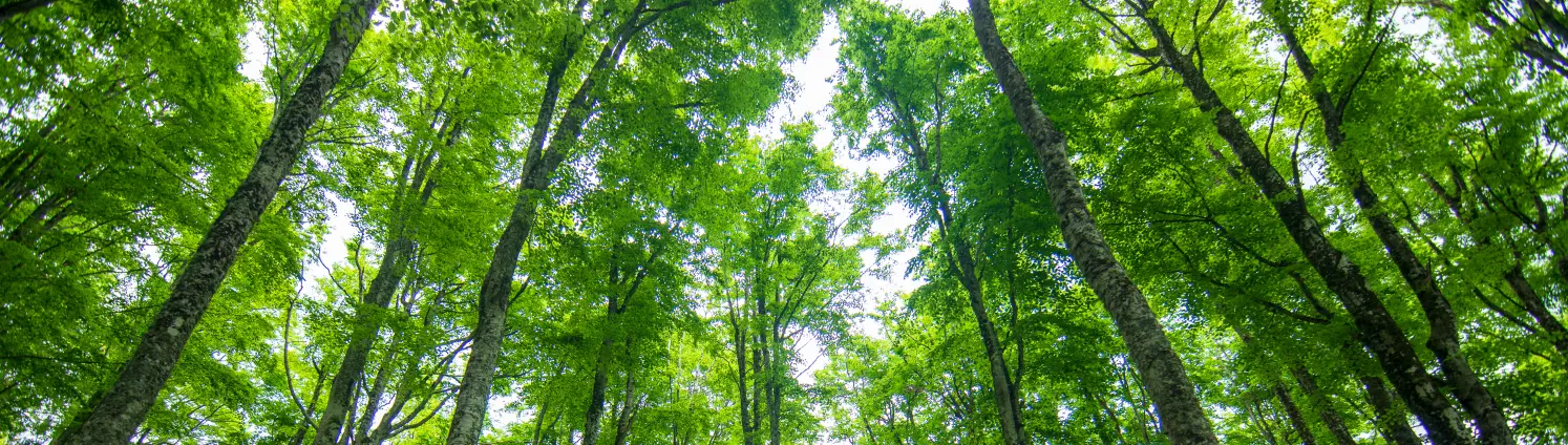 Wald von unten betrachtet, sodass die Baumkronen und der Himmel zu sehen sind.