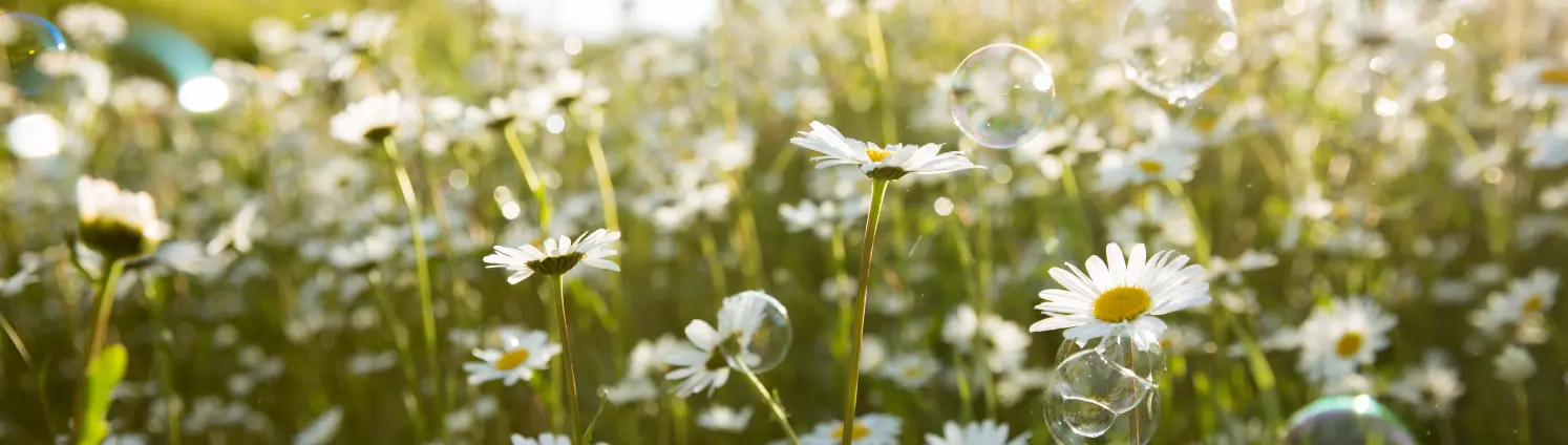 Eine Blumenwiese mit vielen Gänseblümchen und Seifenblasen, die in der Luft schweben
