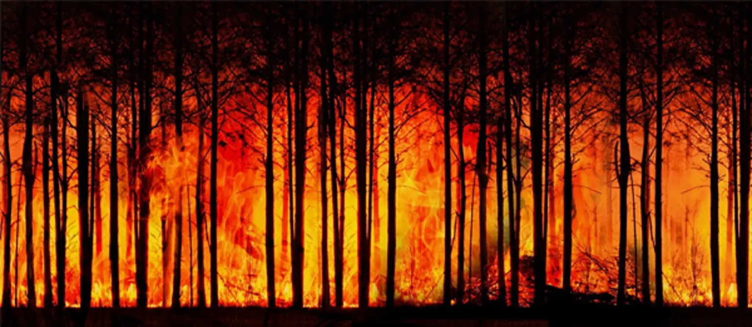 Gelborange Flammen lodern in einem brennenden Waldstück.