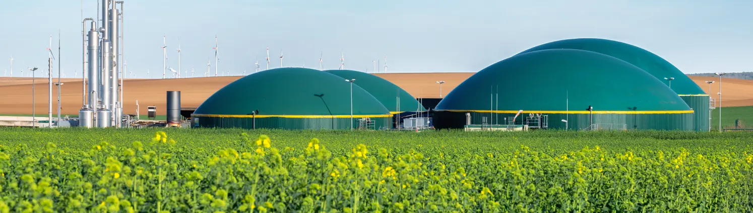 Moderne Biogasanlage zwischen Rapsfeldern in ländlicher Region bei wolkenlosem Himmel.