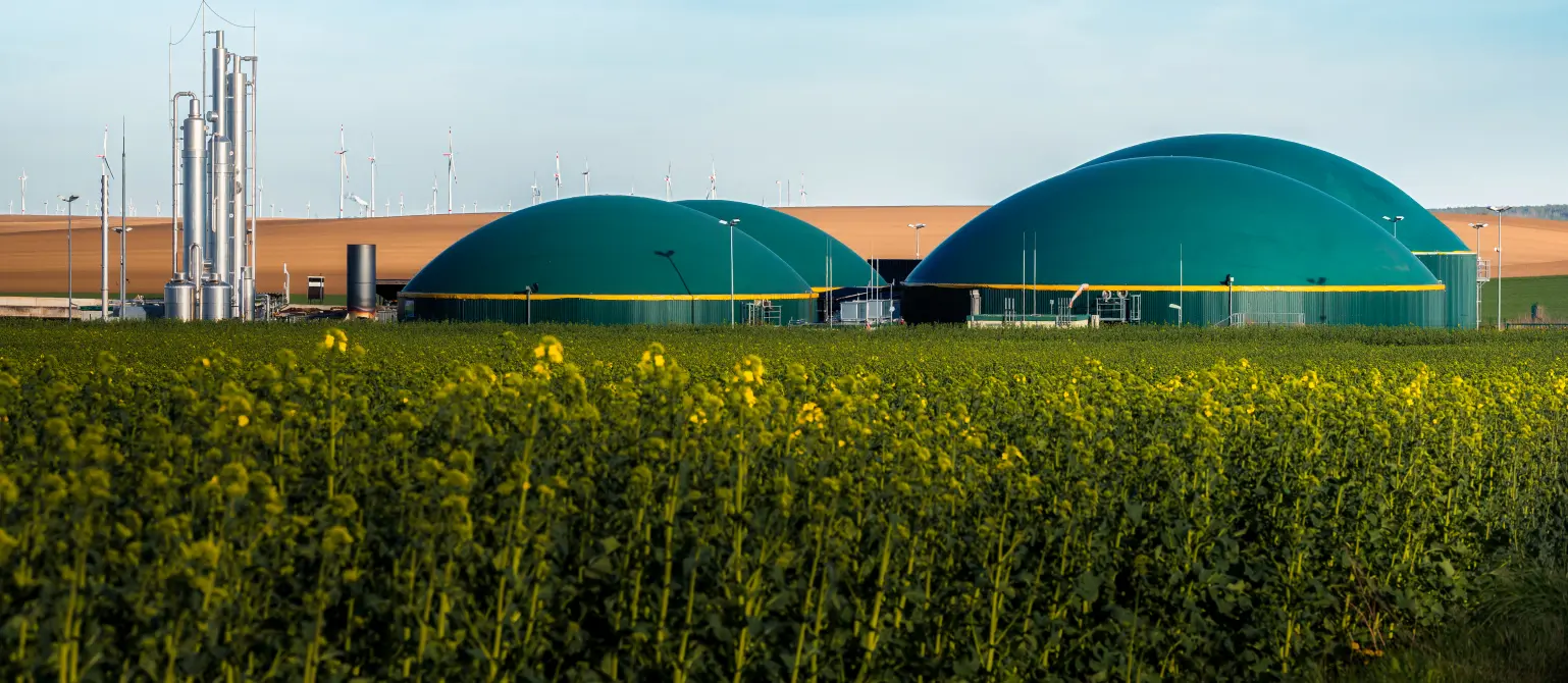 Moderne Biogasanlage zwischen Rapsfeldern in ländlicher Region bei wolkenlosem Himmel.