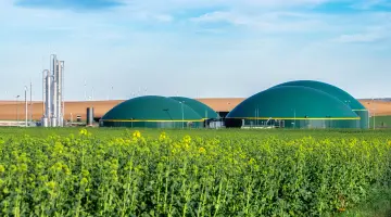 Moderne Biogasanlage zwischen Rapsfeldern in ländlicher Region bei wolkenlosem Himmel.