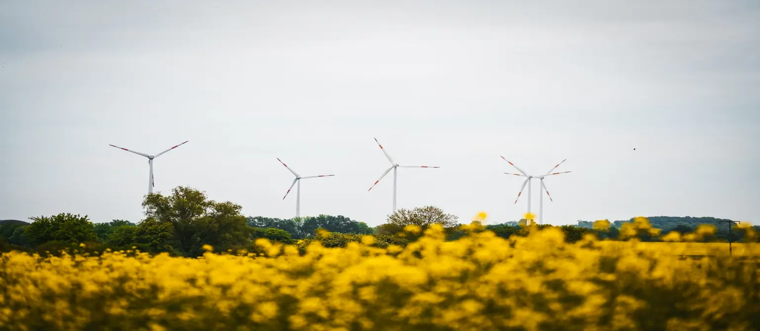 Mehrere Windräder vor grauem Himmel, im Vordergrund Wald und ein gelbes Rapsfeld.
