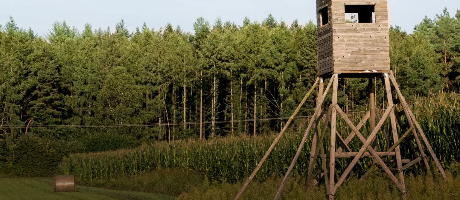 Ein hölzerner Hochsitz steht am Rand eines Maisfelds in Brandenburg. Im Hintergrund dichter grüner Mischwald.