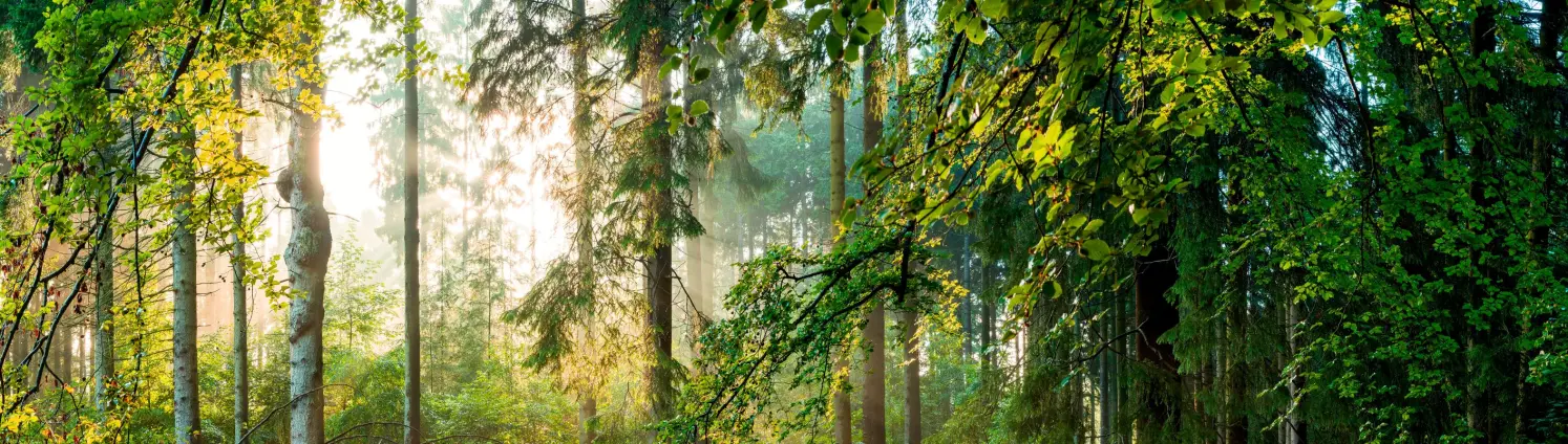 Ein Brandenburger Mischwald an einem sonnigen Tag. Lichtstrahlen sickern durch die Baumwipfel.