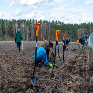 Mitarbeiterinnen und Mitarbeiter von GASAG knien am Waldboden und pflanzen Setzlinge für einen Klimawald.