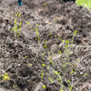 GASAG Klimawald: Drei frisch gepflanzte Baum-Setzlinge sprießen aus dem noch kahlen Waldboden.
