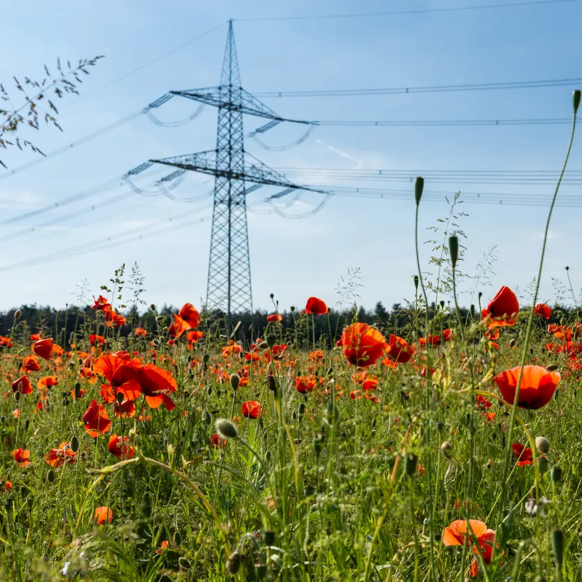 Rote Mohnblumen und Strommast auf einem Feld im Land Brandenburg.