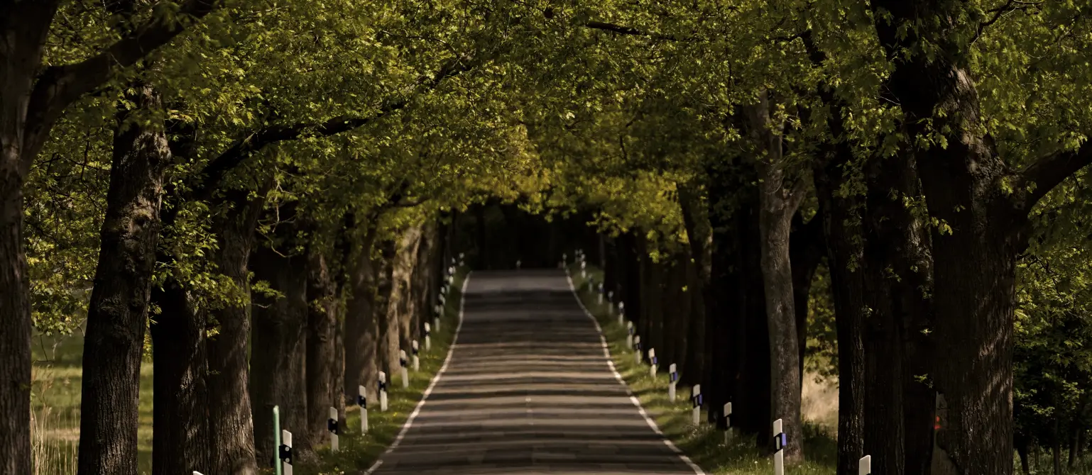 Straßenallee mit grünen Bäumen