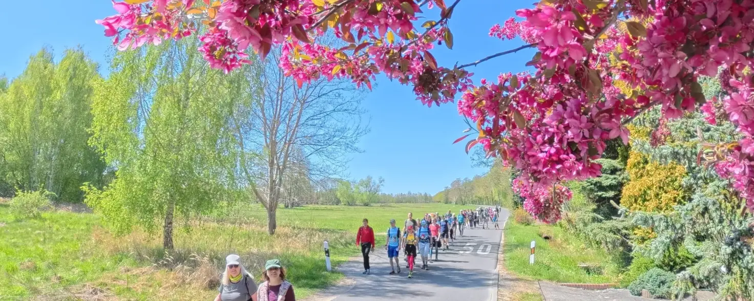 Eine Gruppe von Menschen wandert auf einem schmalen asphaltierten Weg an pinken Kirschblüten vorbei.