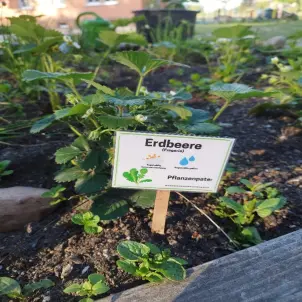 Ein Erdbeerbeet im Garten der Kita