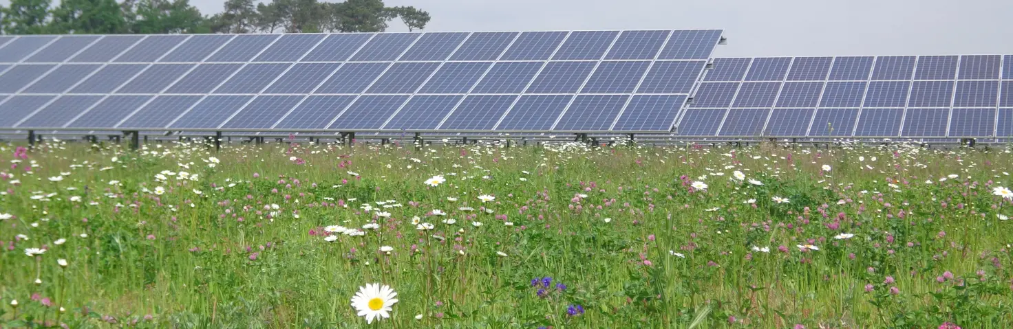 Solarmodule zur ökologischen Stromerzeugung stehen auf einer bunten Blumenwiese aufgereiht.